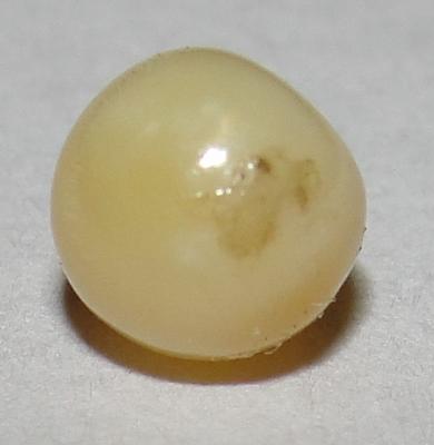 1.1 carat conch pearl