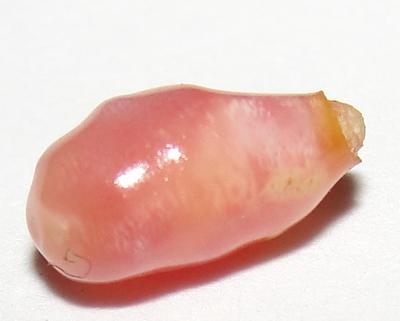 Rare Conch Pearl 1 Carat