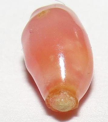 Rare Conch Pearl 1 Carat