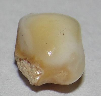 1.60 carat conch pearl