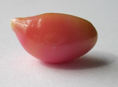 8.68 carat conch pearl