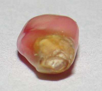 1.30 ct conch pearl