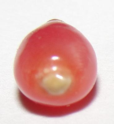 0.90 ct conch pearl