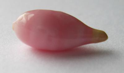 4.29 carat conch pearl