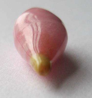 4.29 carat conch pearl