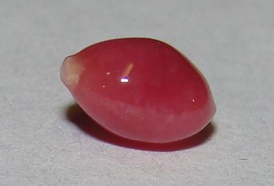 0.70 carat conch pearl