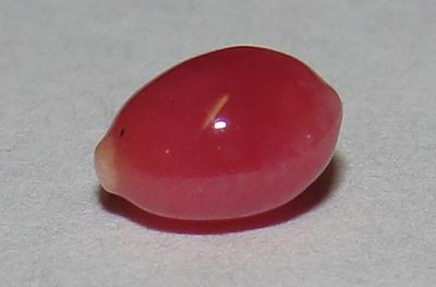 0.70 carat conch pearl