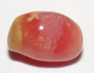 Rare Multicolored Conch Pearl