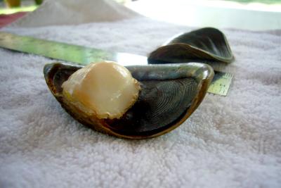 Rare MUREX RAMOSUS  Pearl