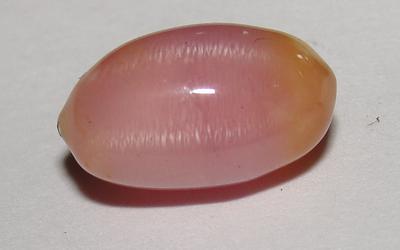 conch pearl