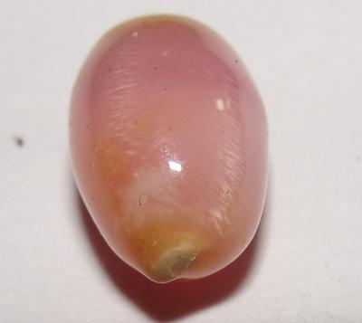 Rare Pink Conch Pearl