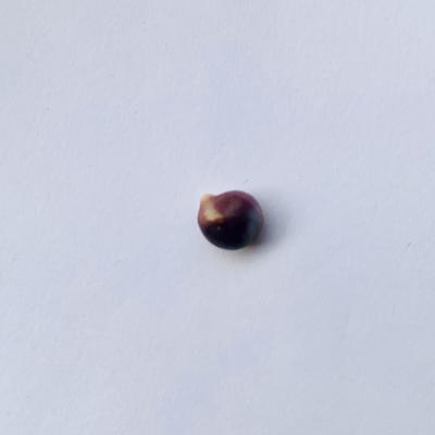 Rare Quahog Baroque 7mm Purple