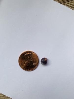 Rare Quahog Baroque 7mm Purple