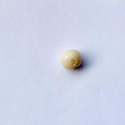 Rare Quahog Beige Roundish 6mm