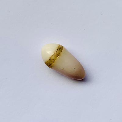 Rare Quahog Drop Shape 16mm 6+ carats