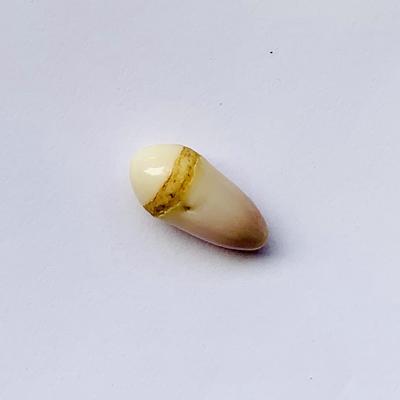 Rare Quahog Drop Shape 16mm 6+ carats
