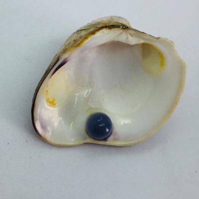 A rare quahog pearl in original shell