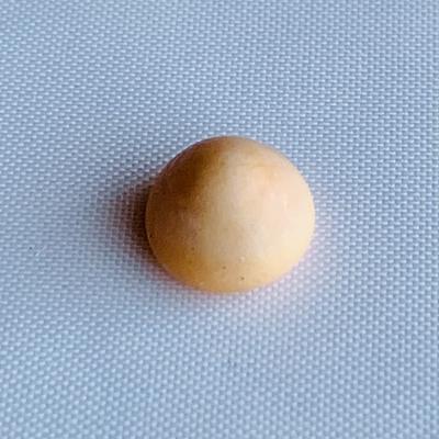 Rare Quahog Pearl - Peach colored Button