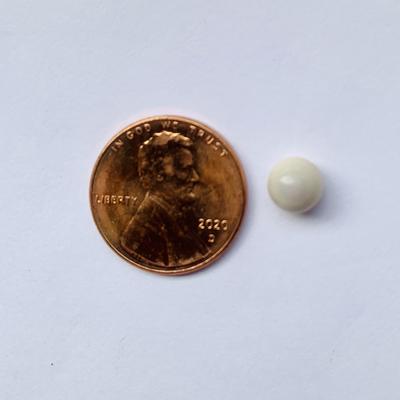 Rare Quahog Perfect Button Very Slightly Lavender