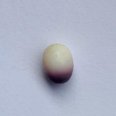 Rare quahog Perfect Oval tri-color purple fading to lavender to white