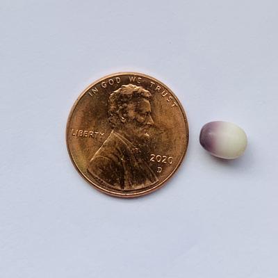 Rare quahog Perfect Oval tri-color purple fading to lavender to white