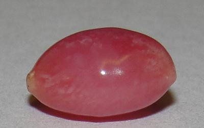 2.10 carat rose colored conch pearl
