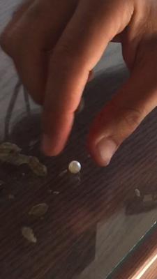 The pearl from the 1st oyster