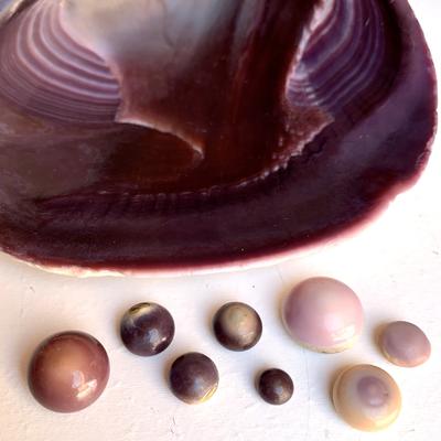 Quahog Shell with Natural Quahog Pearls