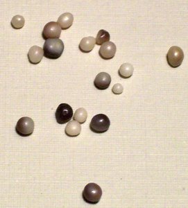 Salt Water Pearls in New Brunswick