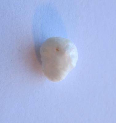 Scallop Pearl with Flame