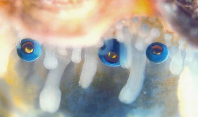Scallop Eyes - Dan-Eric Nilsson, Lund University