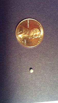 Pearl found in seafood chowder!