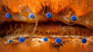 Scallop Eyes