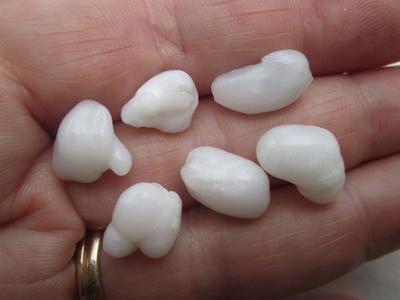 Six Baroque Natural Clam Pearls for Sale 36+ carats Total