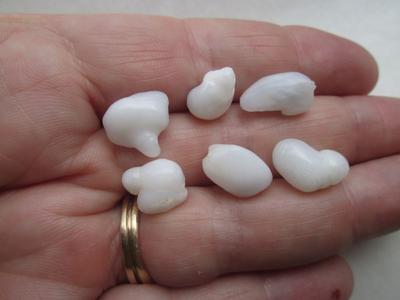 Six Baroque Natural Clam Pearls for Sale 36+ carats Total