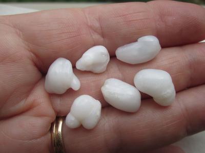 Six Baroque Natural Clam Pearls for Sale 36+ carats Total