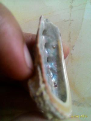 Small Abalone Blister Pearl