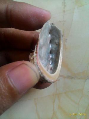 Small Abalone Blister Pearl