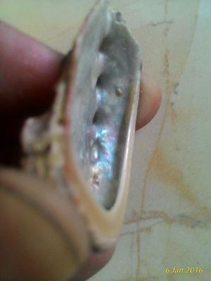 Small Abalone Blister Pearl