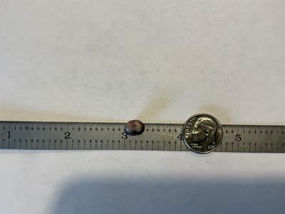 South County Rhode Island Quahog Pearl Found