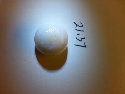 Spiny Oyster Pearl 21.37 carats