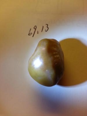 Spiny Oyster Pearl 69.13 carats