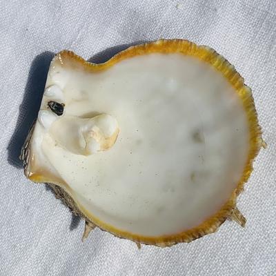 Spondylus Blister Pearl