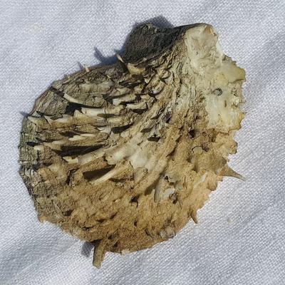 Spondylus Blister Pearl - back of shell