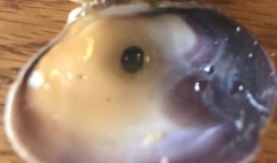 Quahog pearl in shell