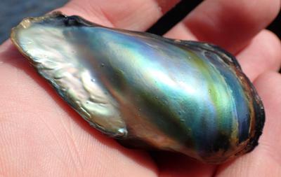 Stunning California Red Abalone Pearl 115 ct Found at Salt Point