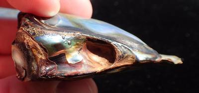 Stunning California Red Abalone Pearl 115 ct Found at Salt Point
