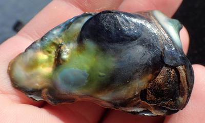 Stunning California Red Abalone Pearl 115 ct Found at Salt Point