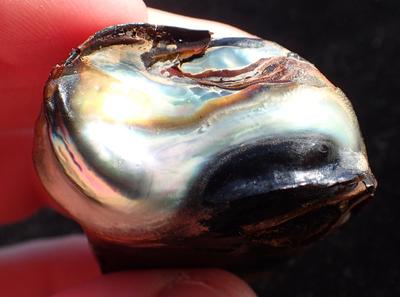 Stunning California Red Abalone Pearl 115 ct Found at Salt Point