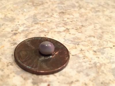 Quahog pearl